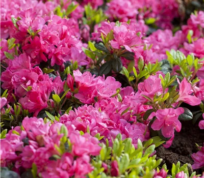 Rhododendron obt.'Kirstin'