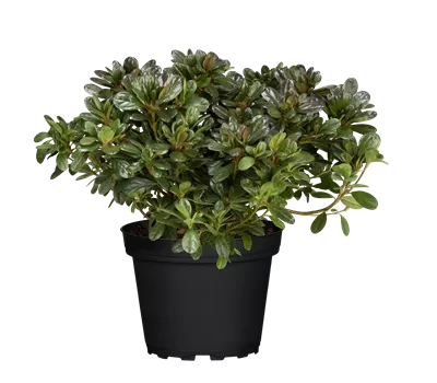 Rhododendron obt.'Canzonetta'