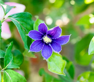 Clematis integrifolia 'Arabella'