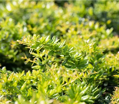 Berberis candidula 'Jytte' Berberis candidula 'Jytte'