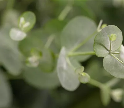 Eucalyptus gunnii Eucalyptus gunnii