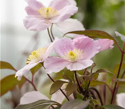Clematis montana 'Tetrarose'