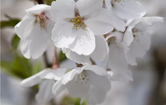 Prunus fruticosa 'Globosa'