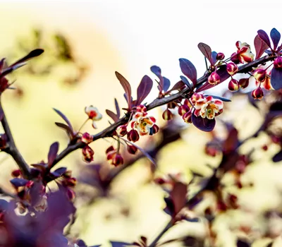 Berberis thunbergii 'Atropurpurea' Berberis thunbergii 'Atropurpurea'