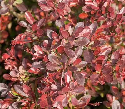 Berberis thunbergii 'Atropurpurea Nana' Berberis thunbergii 'Atropurpurea Nana'