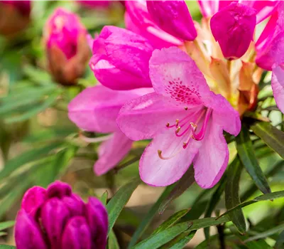Rhododendron ponticum 'Graziella'