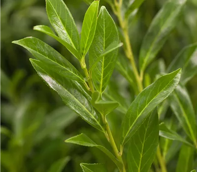 Prunus lauroc.'Caucasica' Prunus lauroc.'Caucasica'