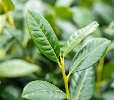 Prunus lauroc.'Diana'