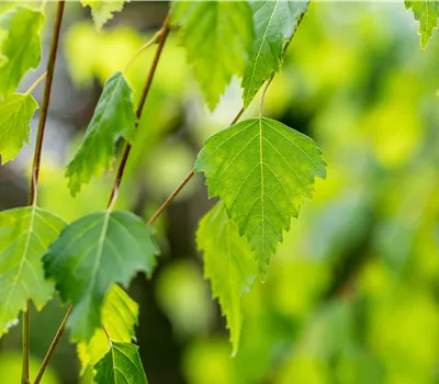Betula pendula 'Youngii' Betula pendula 'Youngii'