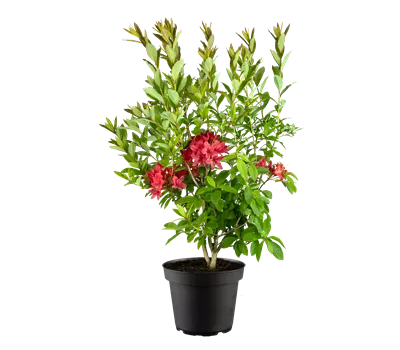 Rhododendron viscosum 'Karminduft'