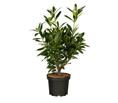 Prunus lauroc.'Genolia' -R-