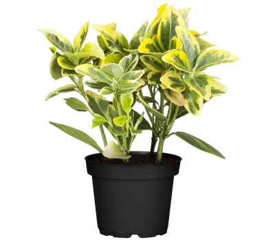 Euonymus fortunei 'Emerald'n Gold'