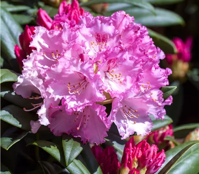 Rhododendron yak.'Arabella'
