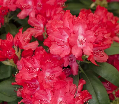 Rhododendron yak.'Astrid'