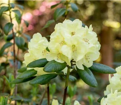 Rhododendron yak.'Centennial Gold'