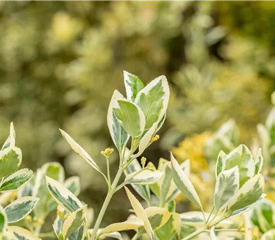 Euonymus japonicus 'Bravo' Euonymus japonicus 'Bravo'