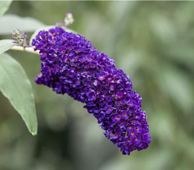 Buddleja davidii 'Black Knight' Buddleja davidii 'Black Knight'