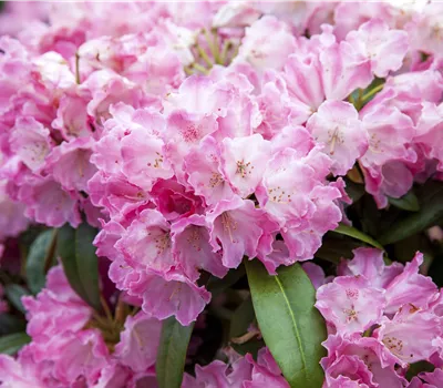 Rhododendron yak.'Fantastica'