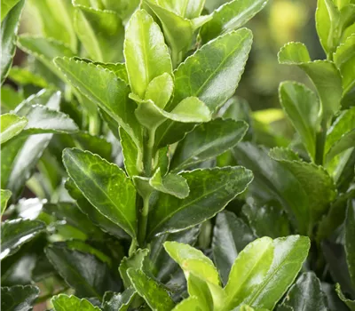 Euonymus japonicus 'Microphyllus Green' Euonymus japonicus 'Microphyllus Green'