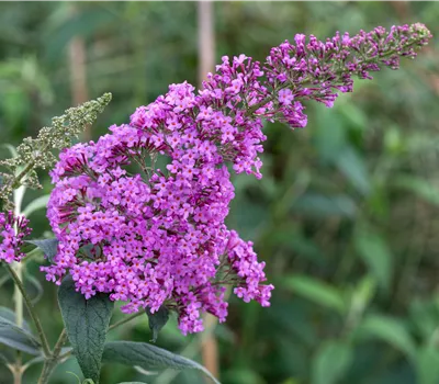 Buddleja davidii 'Border Beauty'