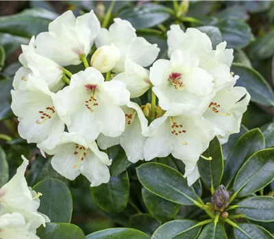Rhododendron yak.'Flava'