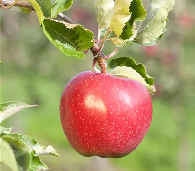 Malus 'Alkmene' CAC