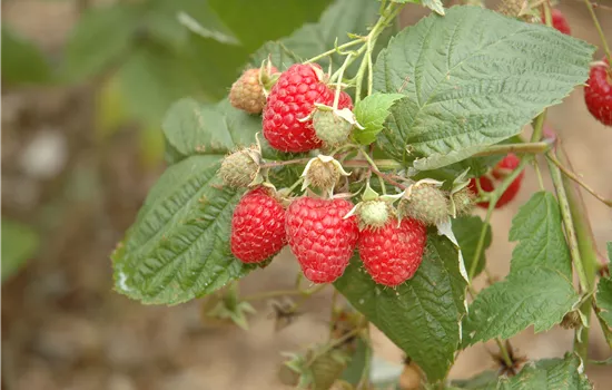 Rubus id.'Glen Ample' -S- CAC