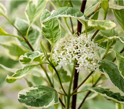 Cornus alba 'Elegantissima' Cornus alba 'Elegantissima'