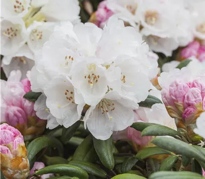Rhododendron yak.'Koichiro Wada'