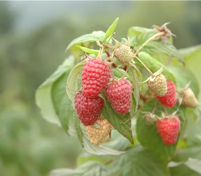 Rubus id.'Schönemann' CAC
