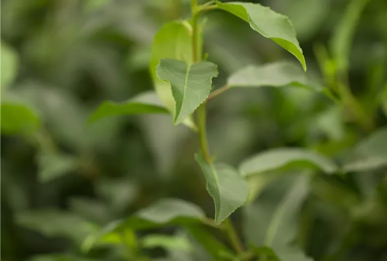 Prunus lusitanica 'Angustifolia'
