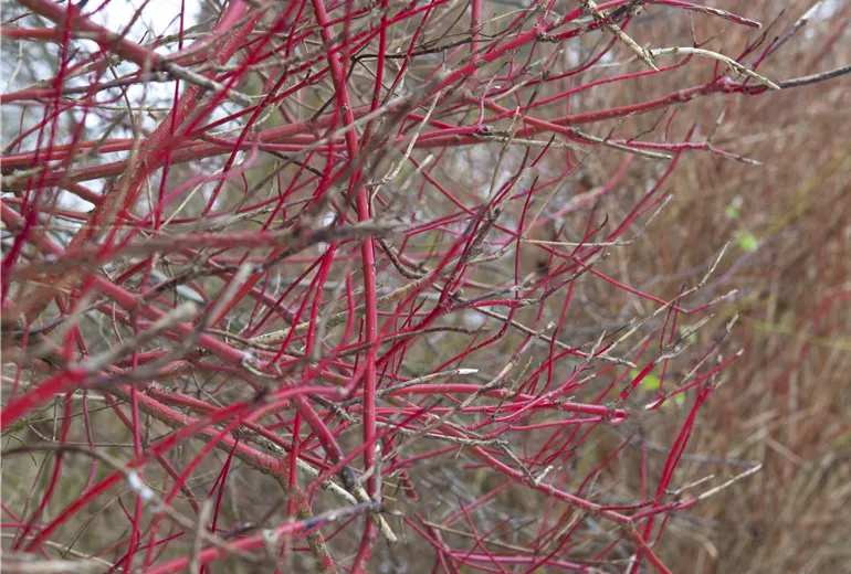 Cornus alba 'Sibirica'