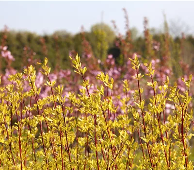 Cornus alba 'Sibirica' Cornus alba 'Sibirica'