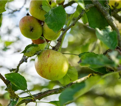 Malus 'Cox Orange Renette' CAC