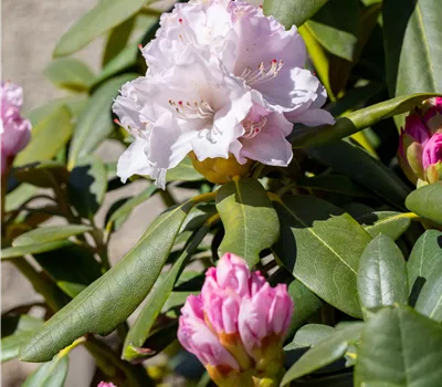 Rhododendron yak.'Schneekrone'