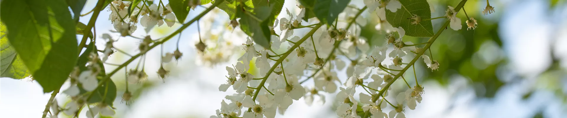 Prunus padus