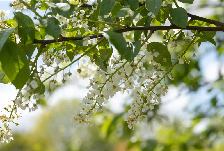 Prunus padus