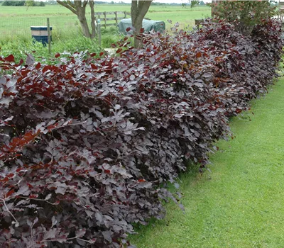 Fagus sylvatica purpurea