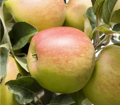 Malus 'Delbarestivale' CAC