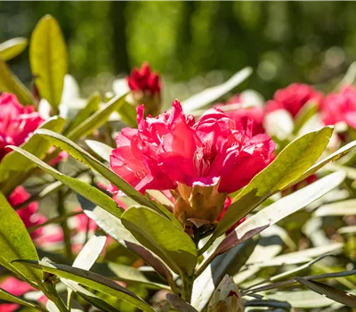 Rhododendron yak.'Sneezy'