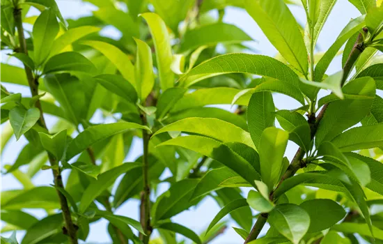 Prunus persica 'Benedicte' CAC