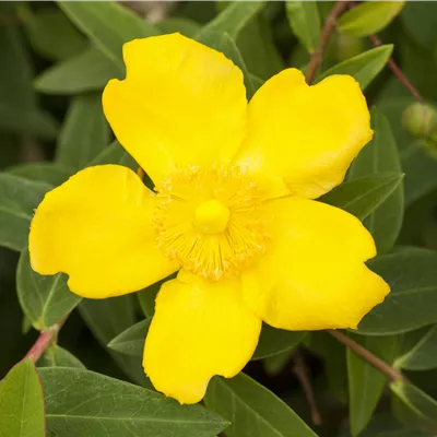 Hypericum dummeri 'Peter Dummer'