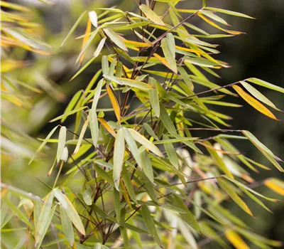 Fargesia 'Jiuzhaigou 1' Fargesia 'Jiuzhaigou 1'