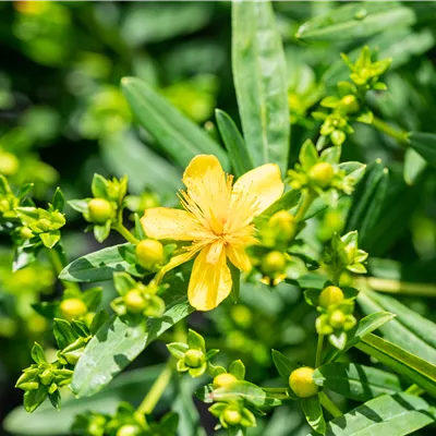 Hypericum kalmianum 'Gemo'