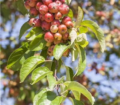 Malus 'Evereste' -R-