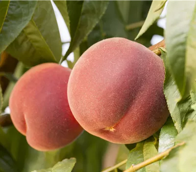 Prunus persica 'Revita' -S- CAC Prunus persica 'Revita' -S- CAC