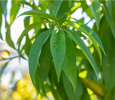Prunus persica 'Dixired' CAC