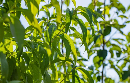 Prunus persica 'Revita' -S- CAC