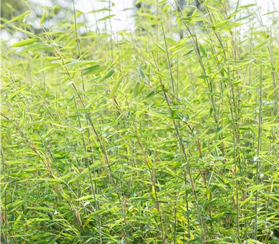 Fargesia murieliae 'Red Zebra' -R- Fargesia murieliae 'Red Zebra' -R-