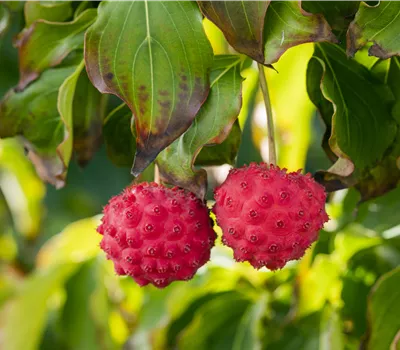 Cornus kousa 'Nicole' Cornus kousa 'Nicole'